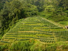Plantation de th en Malaisie 